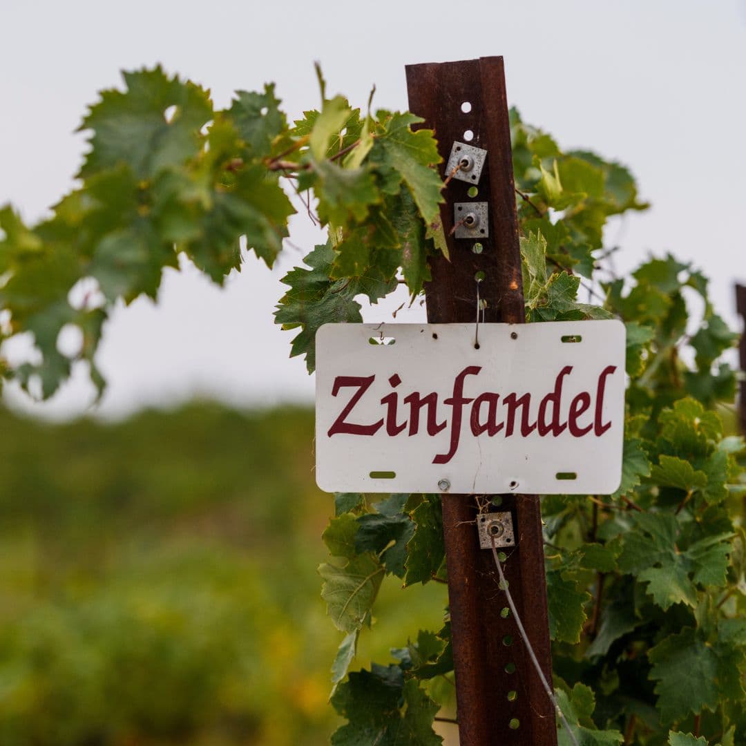 Zinfandel